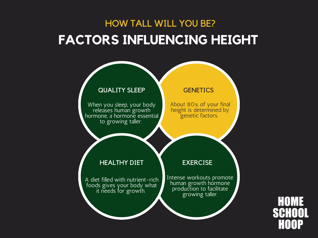 An infographic showing the four main factors that influence final height, including genetics, sleep, healthy diet, and exercise.